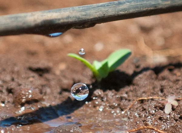 Крапельне зрошення