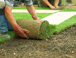 Зелений газон за кілька годин